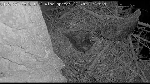 Great Horned Owls in Kansas | Bonnie & Clyde | 01-...