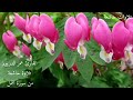 سورة النمل بصوت القارئ عمر الدريويز