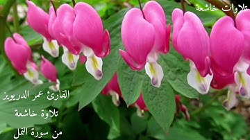 سورة النمل :بصوت القارئ عمر الدريويز