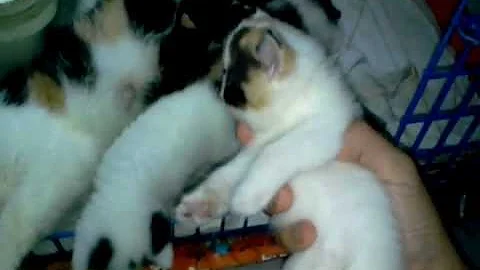 Watch the video about Happy and cute family exotic shorthair