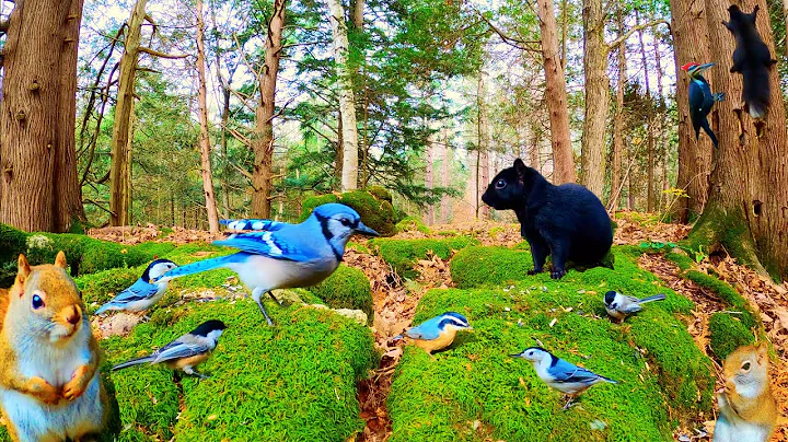 Video 7952541: forest wildlife, beautiful forest, perfect cat