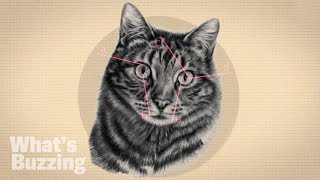 The Astonishing Science Behind Cats 'Vertical Pupils'