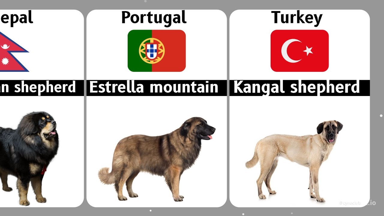 Most popular Dogs breeds from different countries. YouTube