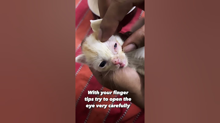 Prevent eye infection & save the kitten from becoming blind 🥹🥹🥹 #mustwatch