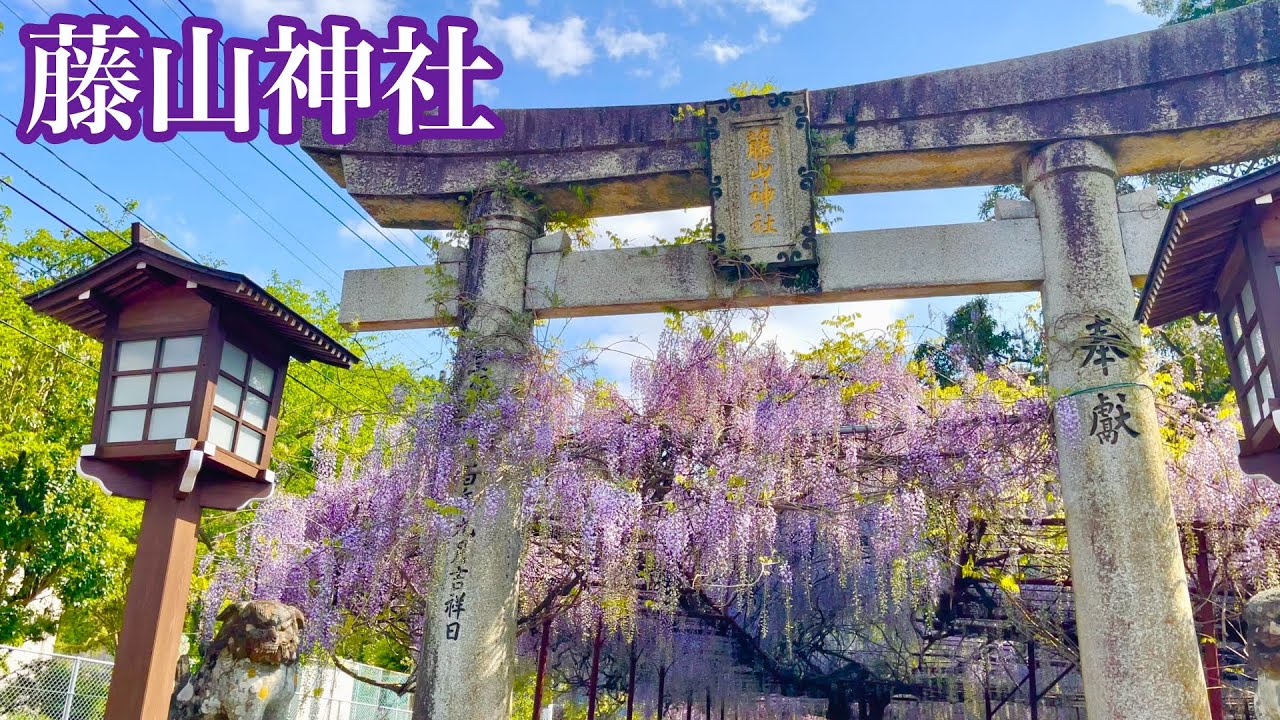 藤山神社 鬼滅の刃を思い出させる藤の花を見に行ってみた Youtube 藤山神社 鬼滅の刃を思い出させる藤の花を見に行ってみた Youtube