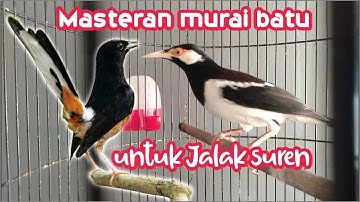 Masteran Murai Batu untuk jalak suren   putar setiap pagi