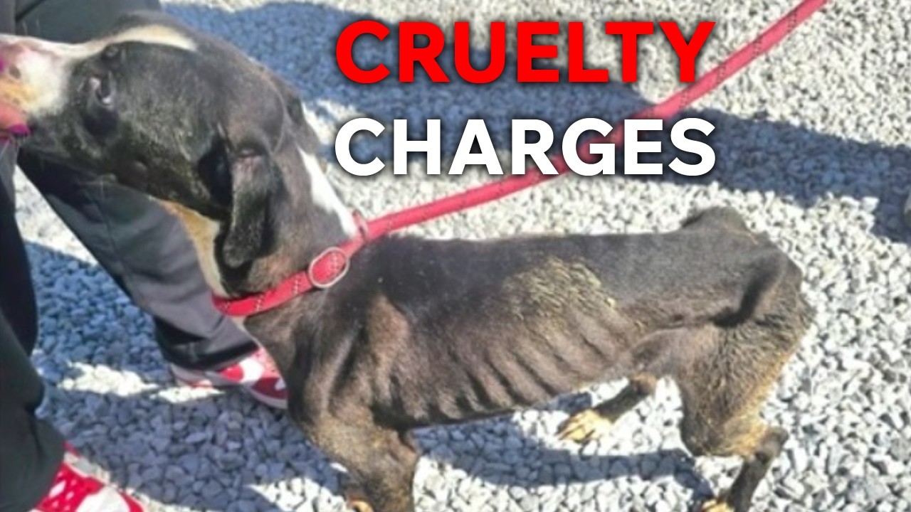 Warren woman charged with multiple counts of animal cruelty ...