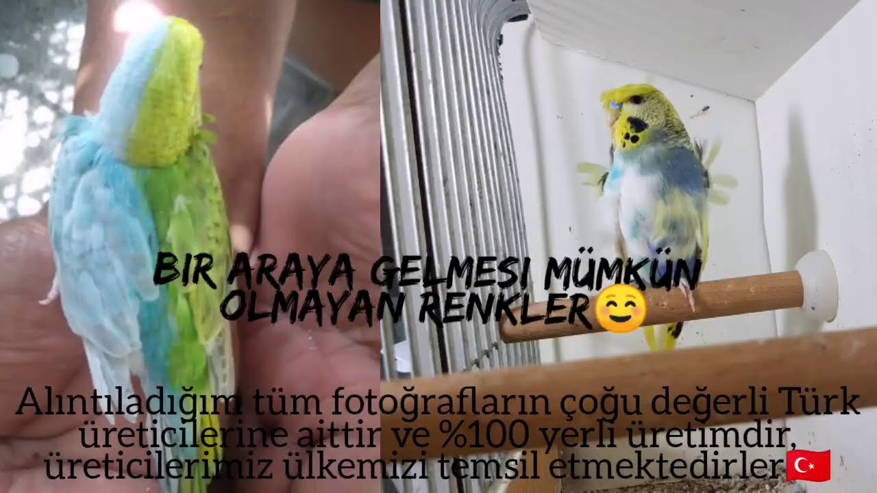 Muhabbet Kuşlarında Irk Ve Mutasyonlar Nelerdir❓BEKLENEN VİDEO 💥
