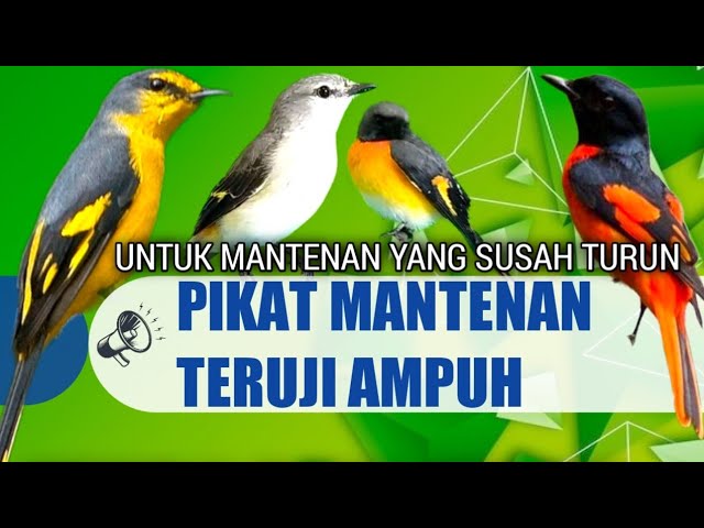 Pikat mantenan ribut paling ampuh | untuk mantenan kecil besar yang susah turun gunung class=