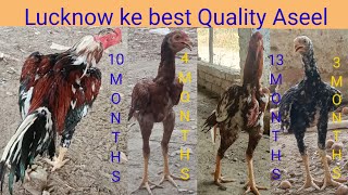 Best Quality Aseel Lucknow 8528979597