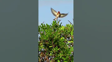 صيد طائر الحسون باللصق Birds Chardonneret Major طيور Birdsounds Animals 