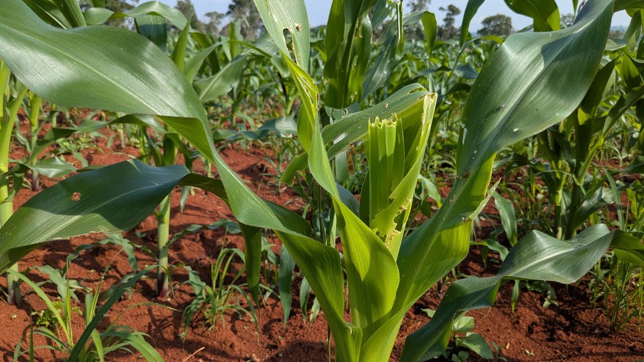 Namna tunavyodhibiti wadudu hatari kwenye mahindi|| fall army worms.