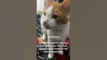 Link in my bio ! Any support is greatly appreciated ❤️😭🙏 #fyp #perte #parati #help #kitten