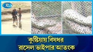 রাসেল ভাইপার আতংকে নদীপাড়ের মানুষ | Russell's Viper | Chandrabora | Rtv News