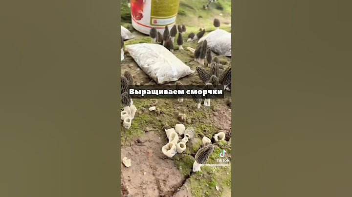 Как вырастить грибы ценой 1000€ на своем дачном участке?!🤯 сморчки!