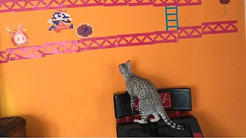 Watch the video about Savannah Cat Talis fighting Jumpman (Mario)!