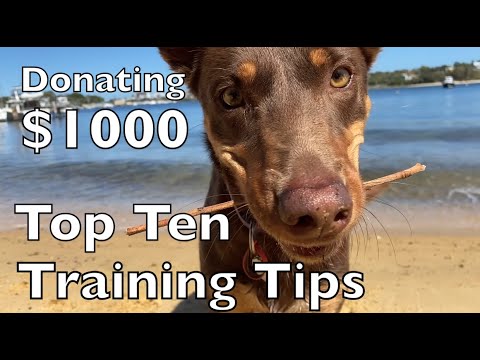 Video: 10 geriausių šuniukų treniruočių patarimų