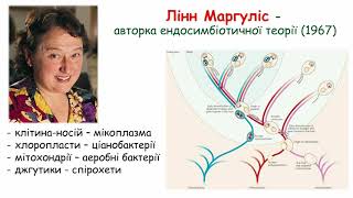 картинка: Походження еукаріотів