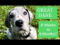 Great Dane 8 Weeks to 8 Months