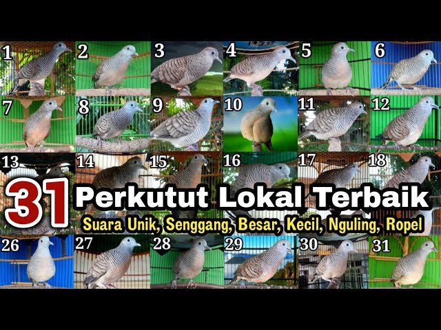 31 Perkutut, Suara & irama terbaik Jenis suara mana paling kamu suka sobat kung mania class=