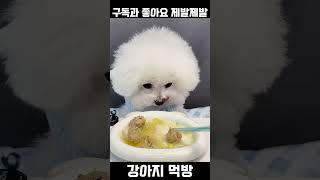 강아지 먹방