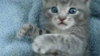 blue eyes kitten, cute and playful