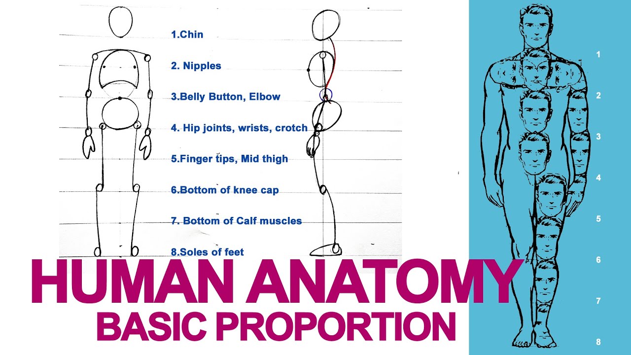 Body proportions Tutorial