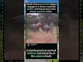 HIPPOS LOCK JAWS! Epic Roadside Showdown in the Wildhippo fight,#hippo confrontation#african wildlif