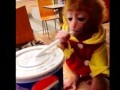 Mally bieberjustin biebers monkey 