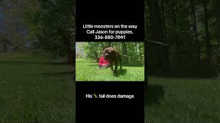 You’re a big guy, but your dog looks BIGGER
