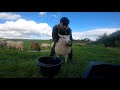 MY Own Farm ?? My own Sheep ?? | Making bales !!