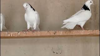 Armenian pigeons, армянские шеи.