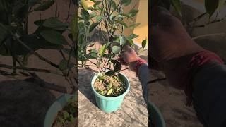 লেবু গাছের ওয়াটার সাকার #water sucker at citrus plant #subscribe