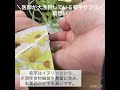 国産菊芋100%無添加サプリメント菊想いでお通じ改善！ダイエットにも！