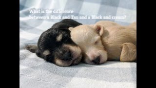 What is the difference between Black and Tan and Black and cream dachshunds?
