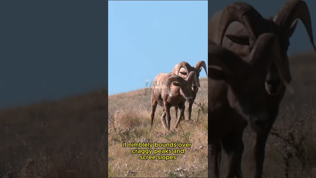 Corsican Mouflon Ancient Mountain Dweller  