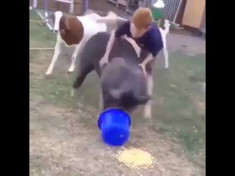 dude-jumps-on-pig-and-pig-runs-away