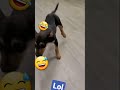 now dogs also 🤣🤣🤣 #trending #opdogs #dog ultra pro max #dogcatfunny #dogcomedyvideo #viralshorts