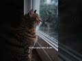 ANSIEDAD POR SEPARACIÓN EN LOS GATOS #secretosdelgato #catlovers #gatos