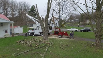 Maple Tree cutting captured with Drone