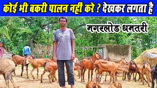 कोई भी बकरी पालन नहीं करे? देखकर लगता है ।। Bakri palan Nahi Karen? dekhkar lagta hai ‌। Dhamtari