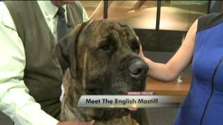 Meet the English Mastiff