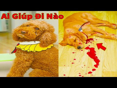 Thú Cưng TV | Cô cô và Sầu riêng #5 | Chó Golden Gâu Đần thông minh vui nhộn | Pets cute smart dog