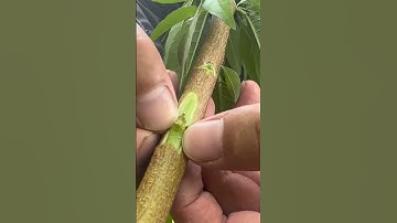 Cách ghép đào tháng 5 âm lịch || Ghép đào trái mùa.