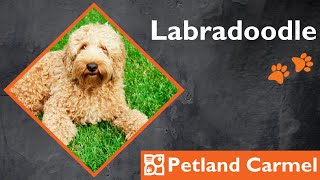 Tail Wagging Wonders: Labradoodle Breed