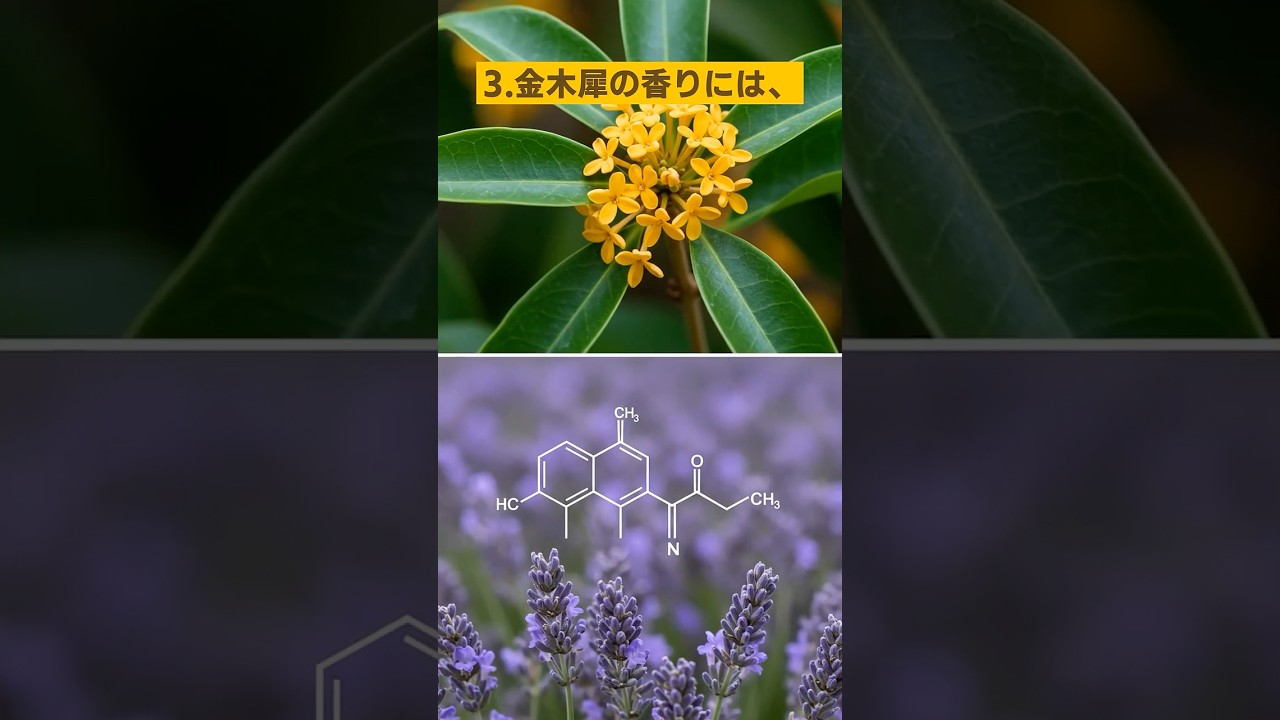 金木犀についての雑学5選 ~咲く前の香りが、静かに心をくすぐる~