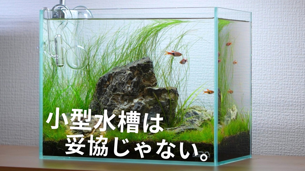Small Aquariums Can Be Masterpieces. Here's Why. - YouTube