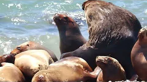 Морские львы в брачный период на юге Аргентины