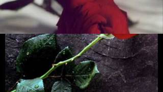 Video thumbnail of "come una rosa"