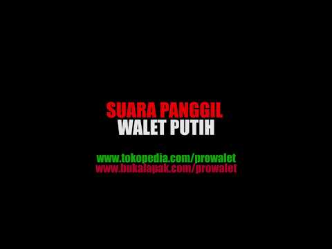 suara-panggil-walet-putih-|-pro-walet